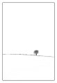 42 - Lonely tree - ALVEEN LEIF - denmark